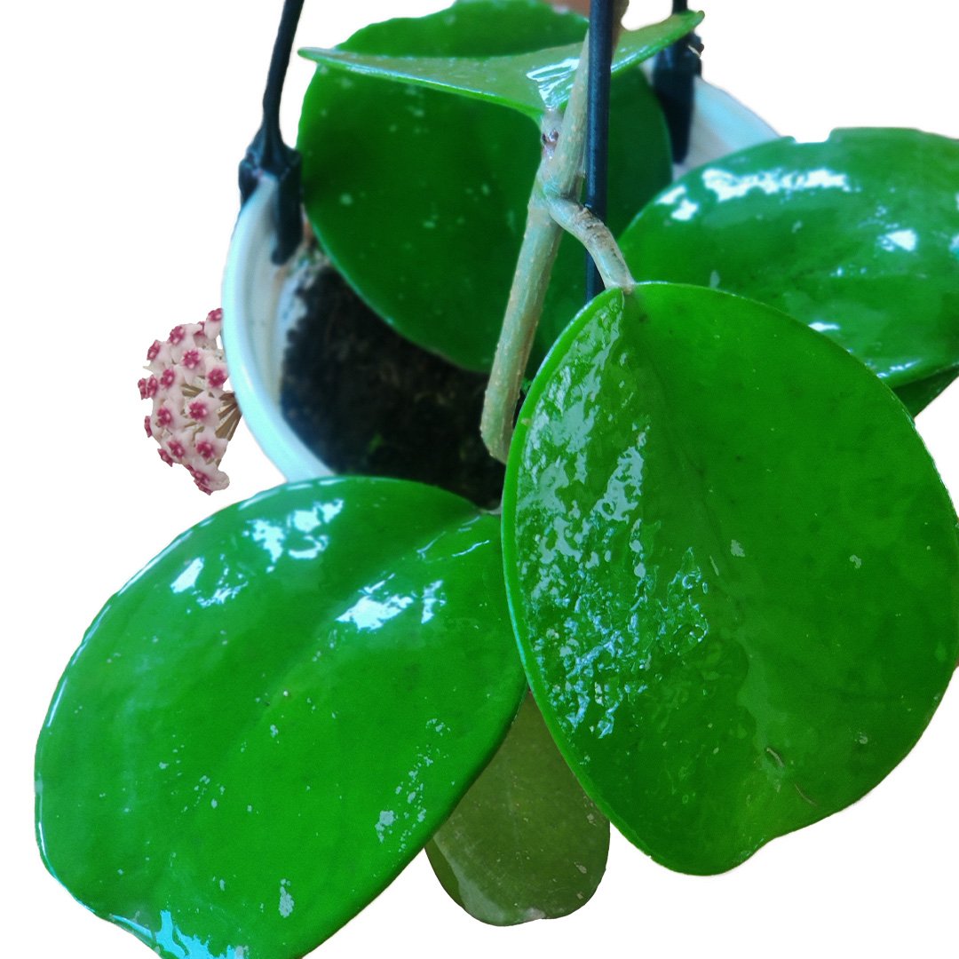 Hoya Obovata